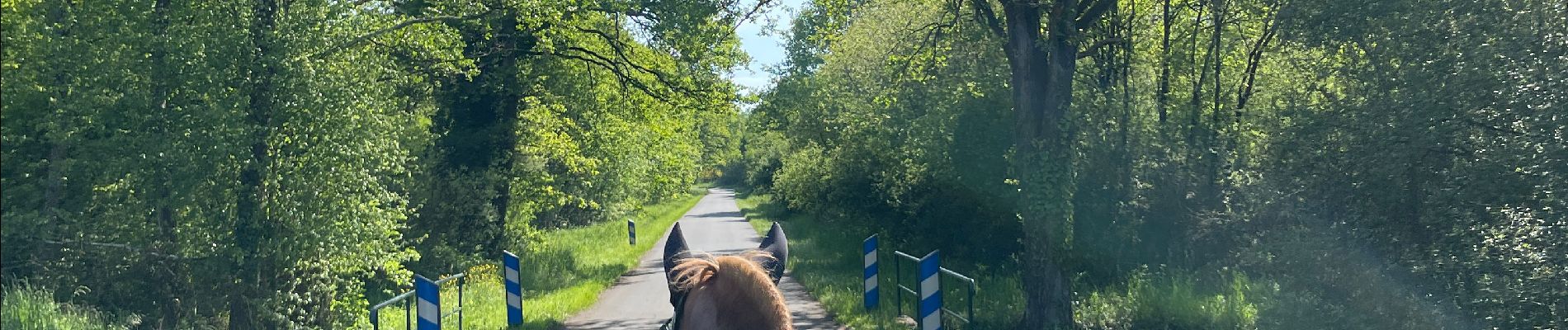 Trail  Mur-de-Sologne - Route de Fontjouan - Photo