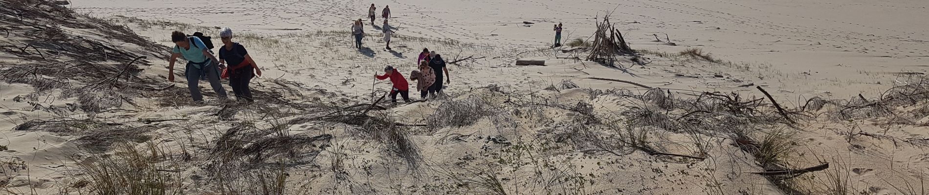 Tocht Stappen Lit-et-Mixe - Contis sud, voie verte, perpendiculaire 46, retour plage 8.8 - Photo