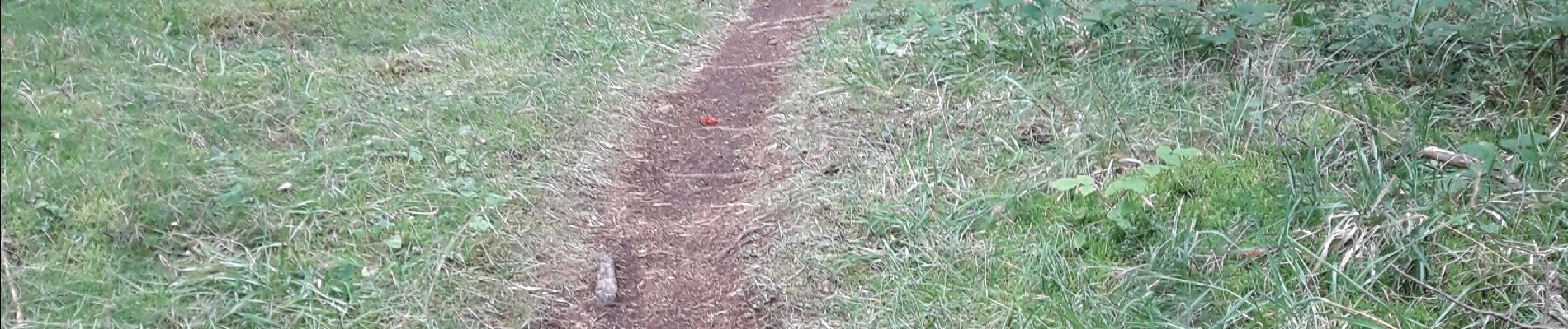 Tocht Stappen Orcines -  PIED DU PUY DE DÔME Direction Sud  - Photo