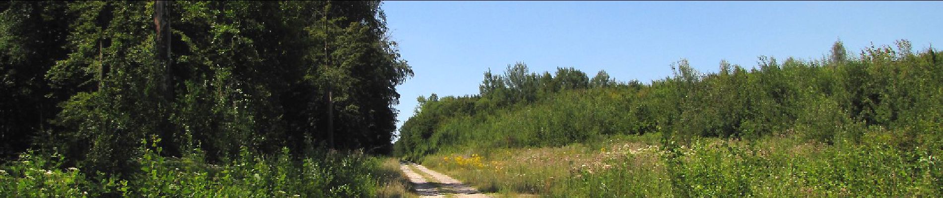 Tocht Stappen Oigny-en-Valois - en forêt de Retz_81_vers les étangs de Bourcq et sur le GR11 - Photo