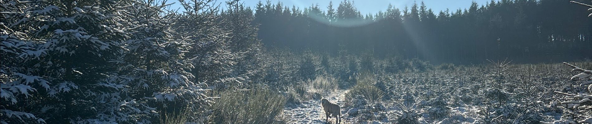 Tour Wandern Libramont-Chevigny - Bois de Sevicour - Photo