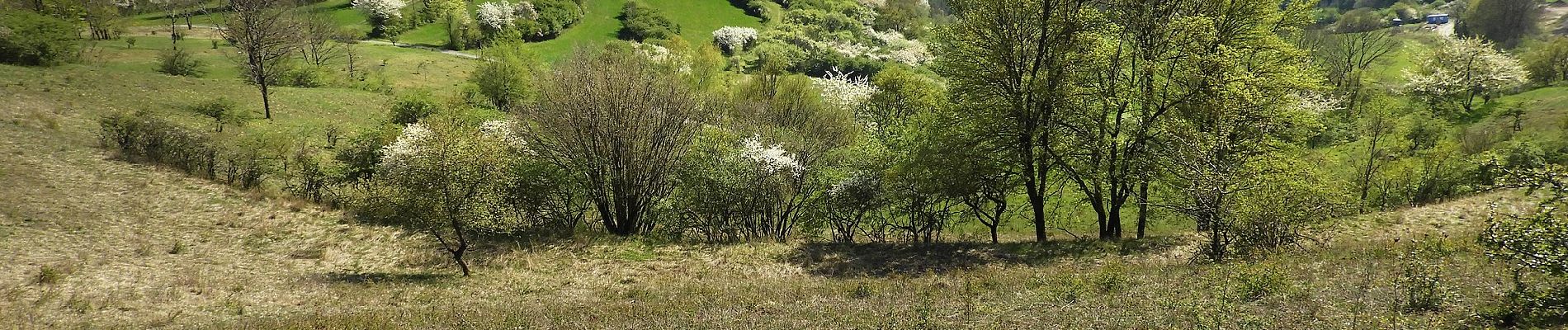 Percorso A piedi Großalmerode - Großalmerode, Rundweg 21 - Photo