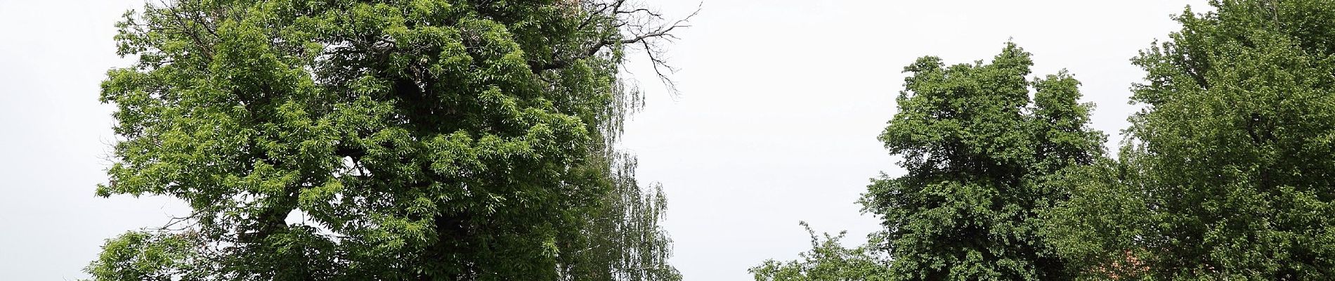 Tocht Te voet Gamlitz - Steinbach - Südsteir. Weinstraße - Eckberg - Photo