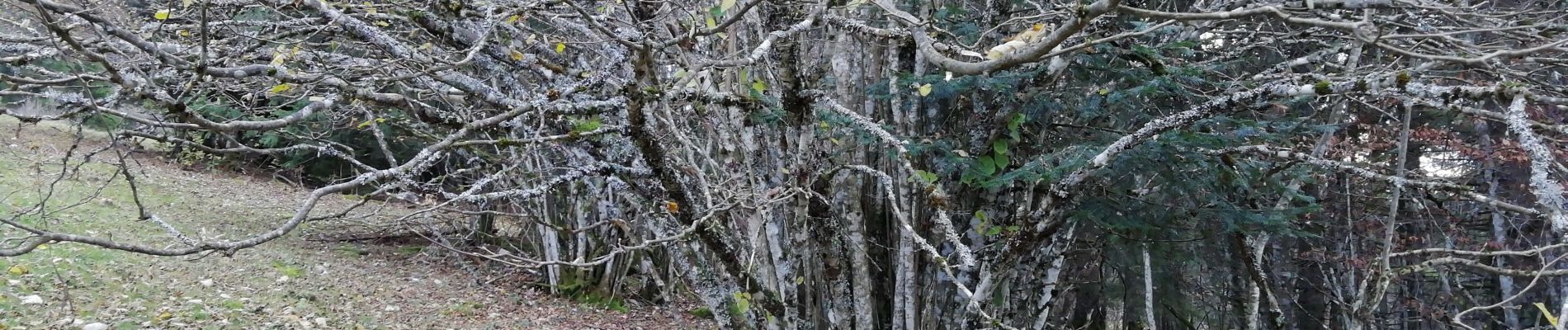 Excursión Senderismo Les Hôpitaux-Vieux - la Côte  - Photo