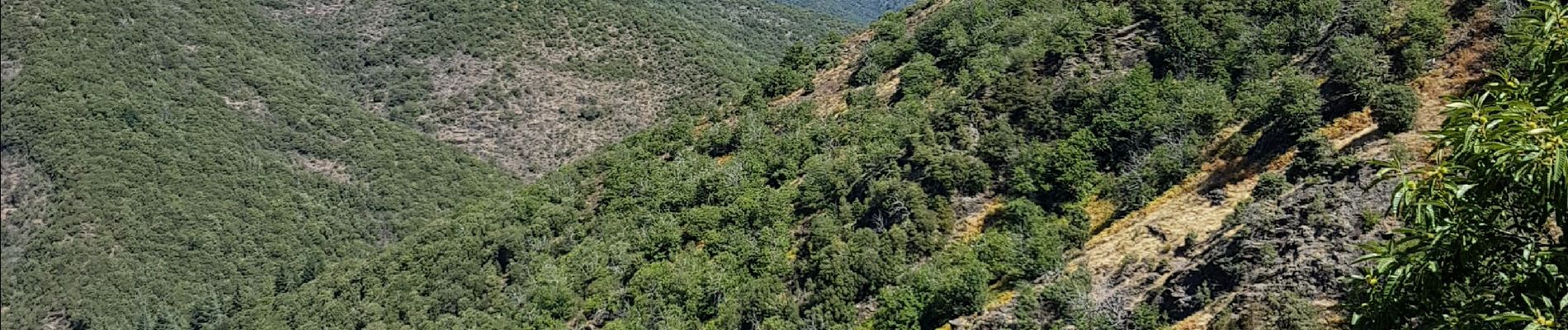 Tocht Stappen Les Plantiers - coeur des cevennes - Photo