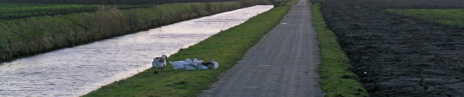 Percorso A piedi Waddinxveen - Woudloperspad - Photo