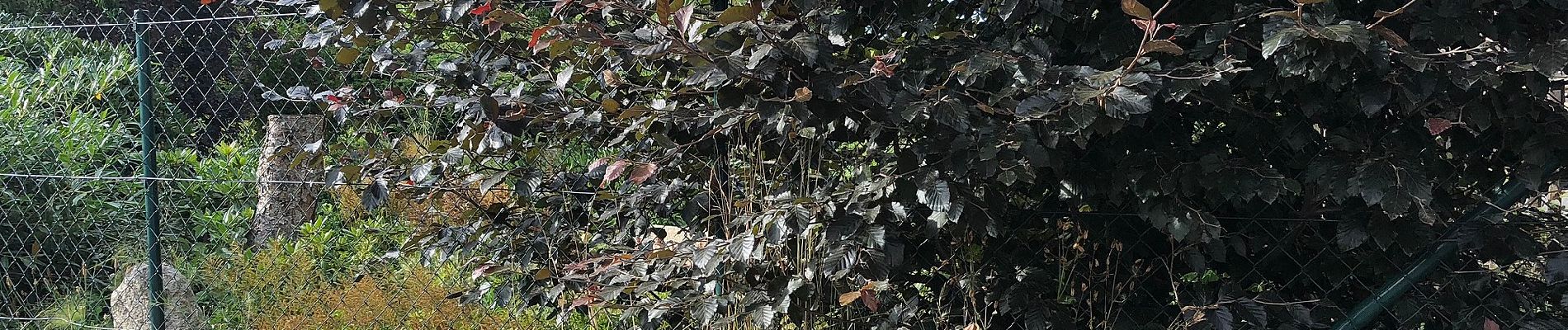 Randonnée A pied Neuensalz - Wanderweg Gelber Balken Raum Zwickau - Photo