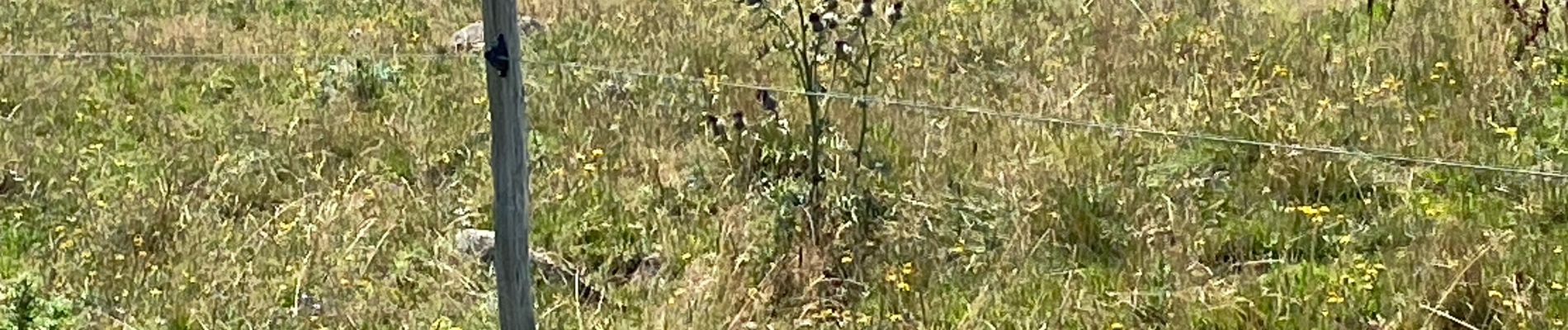 Tour Wandern Saint-Saturnin - Plateau du Limon Le Fayet Chemin des Quirous - Photo