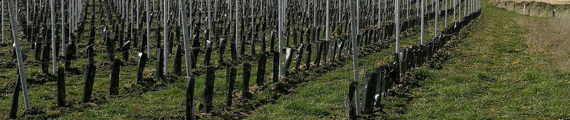 Point d'intérêt Tubize - Les nouvelles vignes du Domaine 