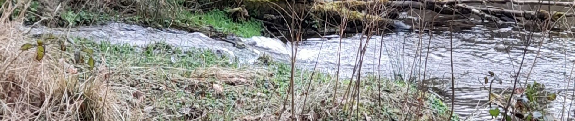 Tour Wandern La Roche-en-Ardenne - buisson - Photo