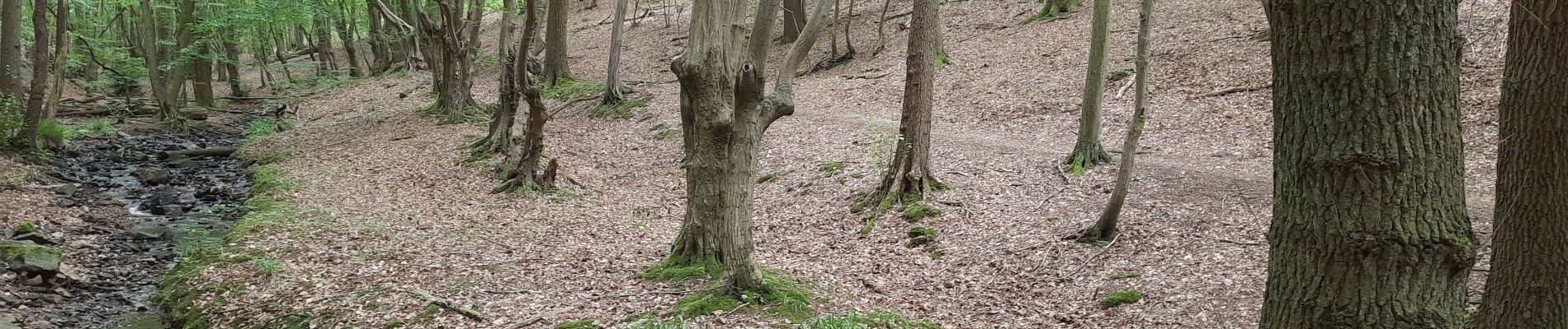 Excursión Senderismo Seraing - Dans les bois de Seraing - Photo