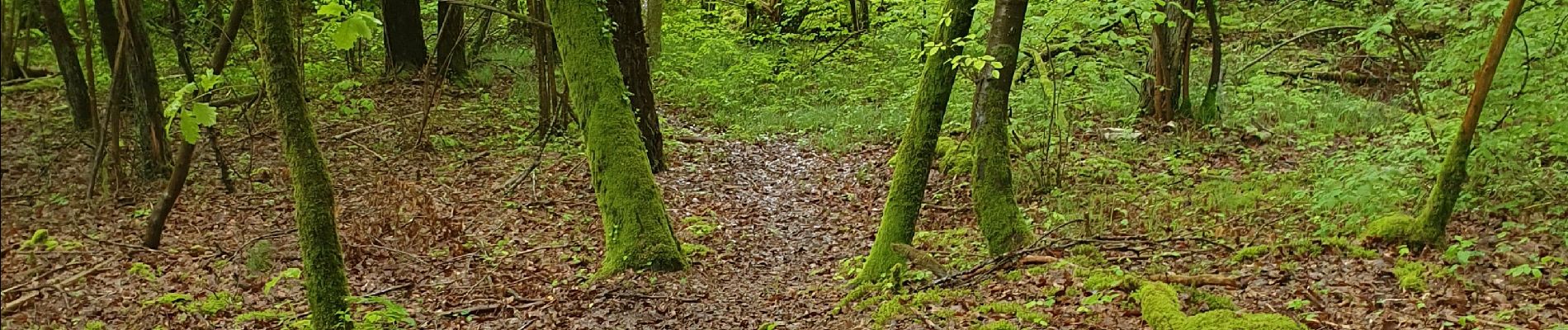 Tour Wandern Laines-aux-Bois - grande vallée (dure) 7.5km réel - Photo