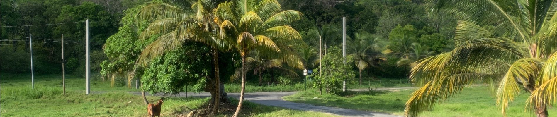 Tocht Stappen Sainte-Anne - La boucle  - Photo