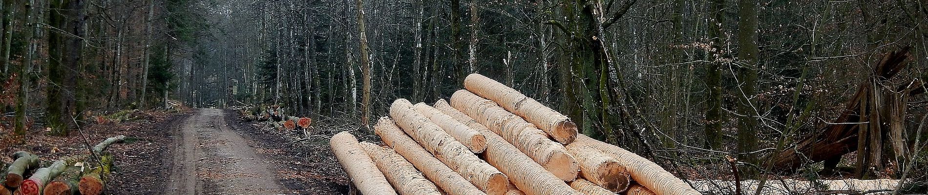 Randonnée A pied Gärtringen - Gärtringer Rundweg 3 - Photo