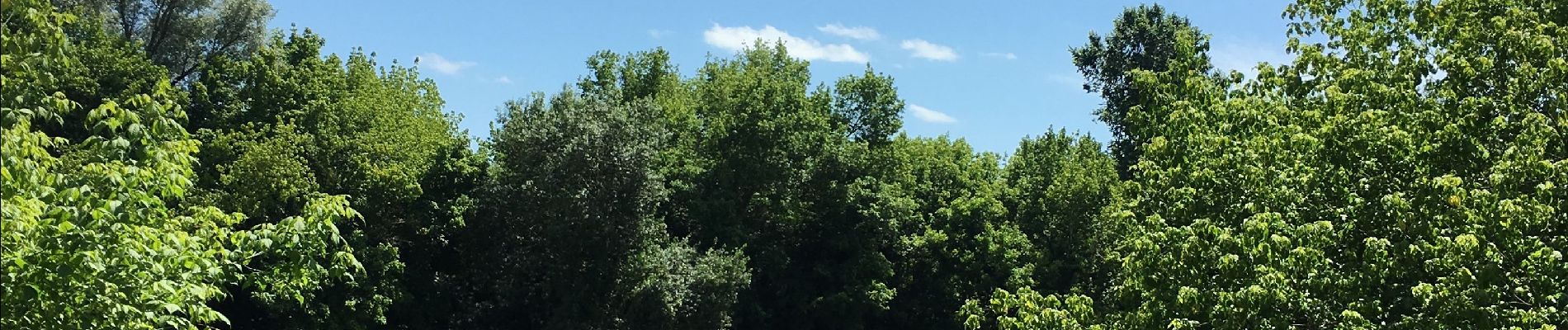 Tour Wandern Mées - Circuit des Barthes Neuves Mées le 8juin 2019 - Photo