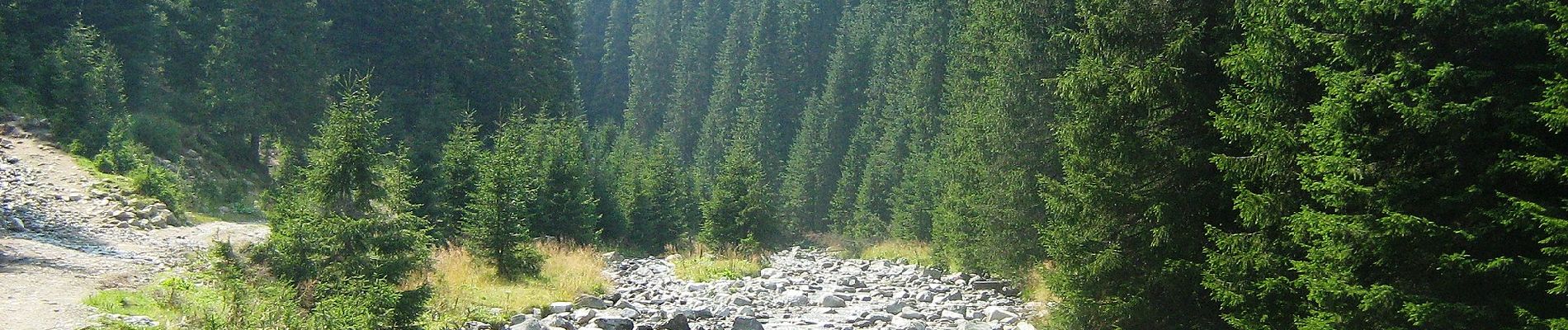 Excursión A pie Desconocido - Creasta - Obârșia Lotrului - Photo