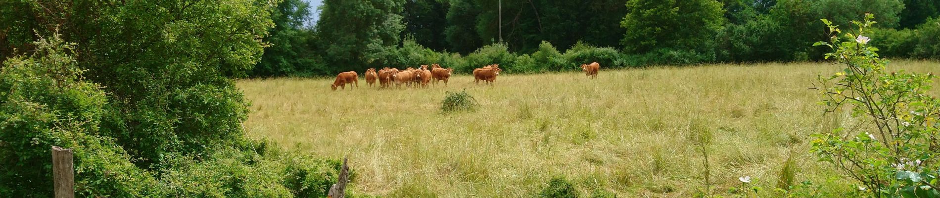 Trail Walking Ambillou - Ambillou - GRP Castelvalérie - 11.9km 90m 2h30 - 2021 06 16 - Photo