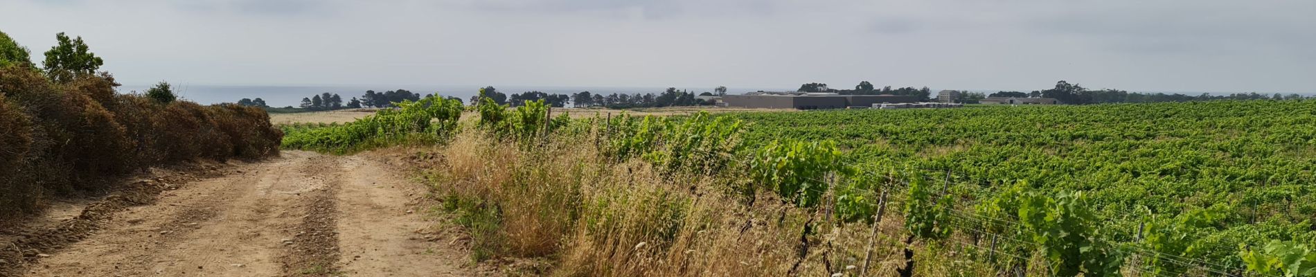 Randonnée Marche Aléria - Aleria  La tour de Diane - Photo