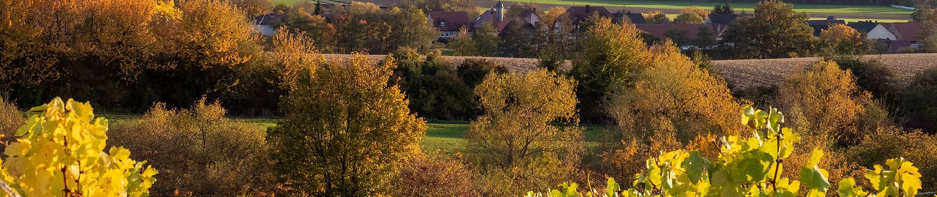 Tocht Te voet Oberschwarzach - Rundweg O5 - Photo