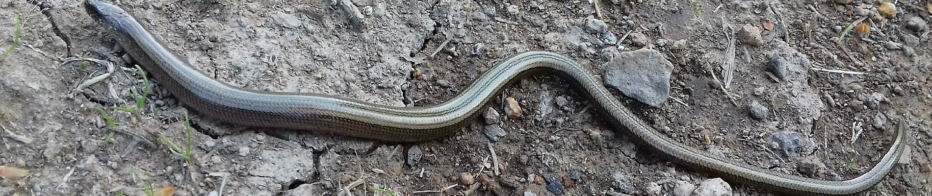 Percorso A piedi Miercurea Ciuc - sat Jigodin-Băi - Coasta Mocirla Agrișului - sat Sântimbru-Băi - Photo