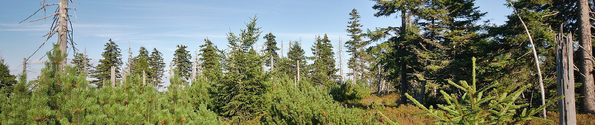 Percorso A piedi Orlické Záhoří - [Z] Orlické Záhoří - Pěticestí - Photo