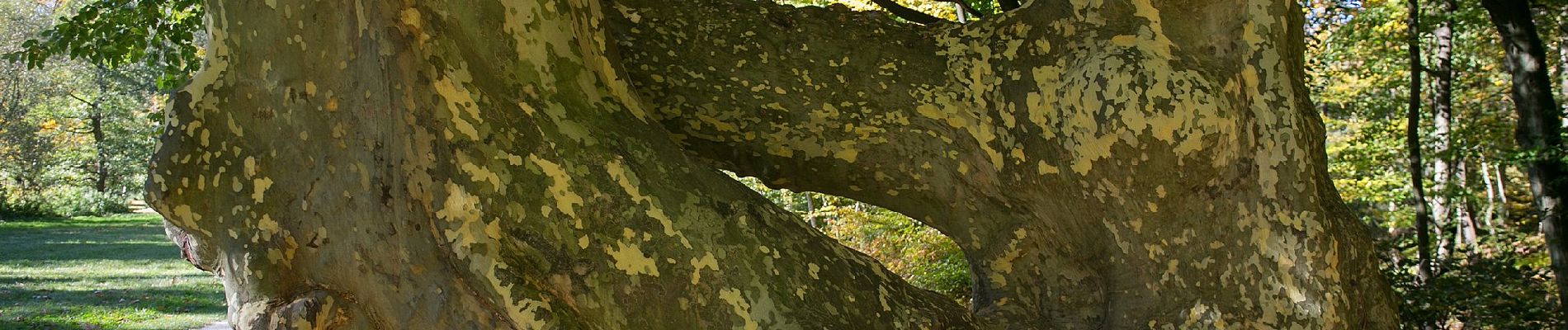 Tocht Te voet Gemeinde Seebenstein - Scheiblingkirchen: Naturparkrunde - Photo