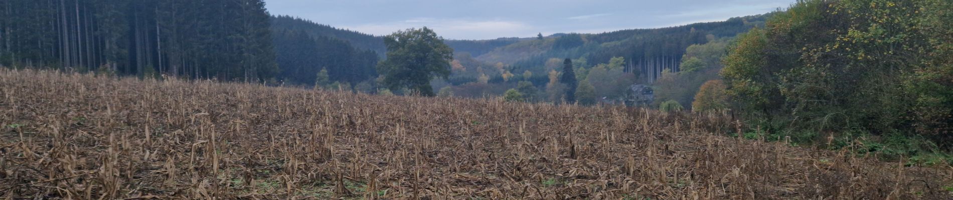 Tour Wandern Libin - torture  - Photo