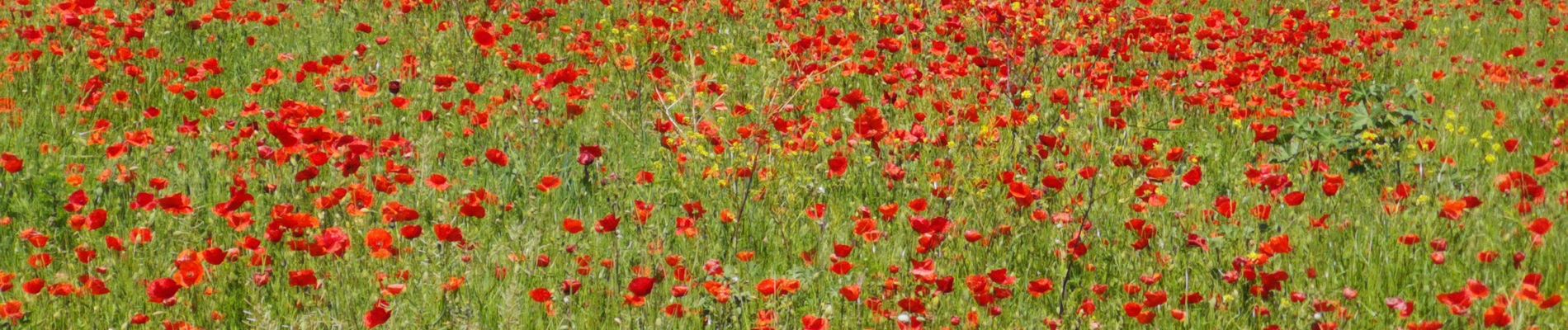 Randonnée Marche Mèze - la voie romaine près Mèze  - Photo