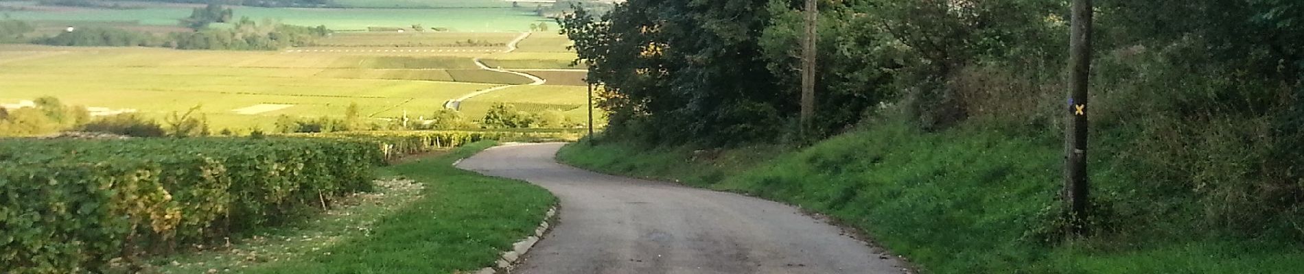 Randonnée A pied Puligny-Montrachet - Ballade en Montrachet - Photo