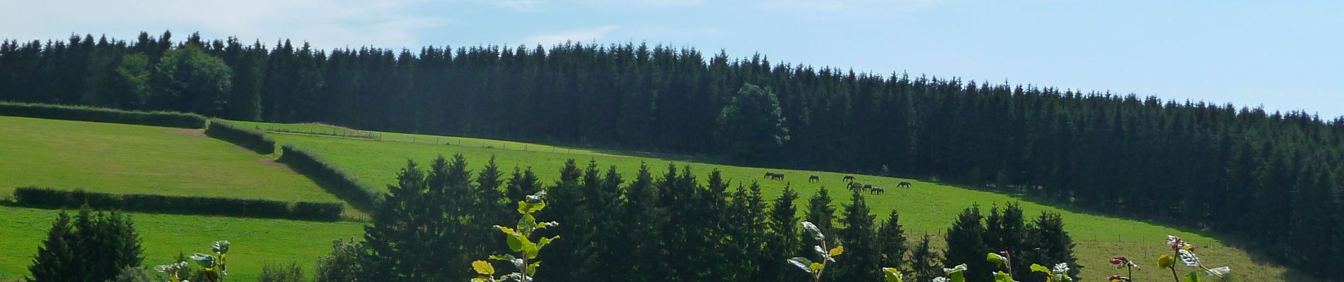 Tour Zu Fuß Büllingen - GrWandArd6: Rocherath:het hoogste dorp van Belgie (PVDB) - Photo