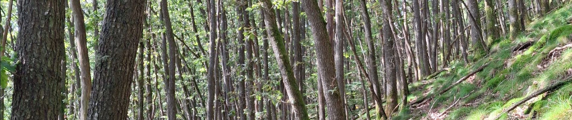 Tour Wandern Martelingen - Martelange, Bois d’Anlier, Passerelle des oiseaux - Photo