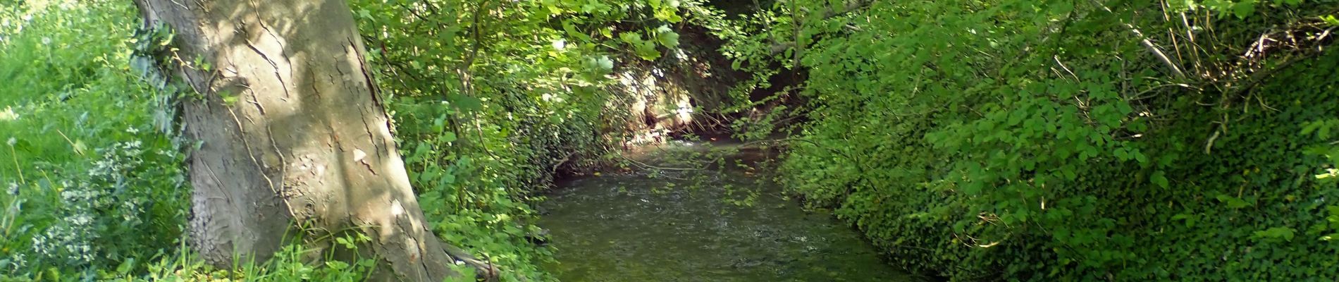 Punto de interés Chaumont-Gistoux - Rive du Train sur le sentier Rwalète - Photo