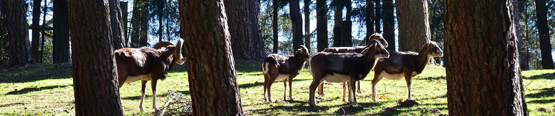 Randonnée A pied Rosengarten - Wander-Tour Wildpark - Photo