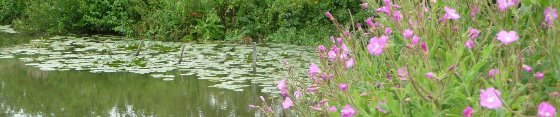 Randonnée A pied Clairmarais - Wikiloc Clairmarais: Etangs de Rommelaere (PVDB) - Photo