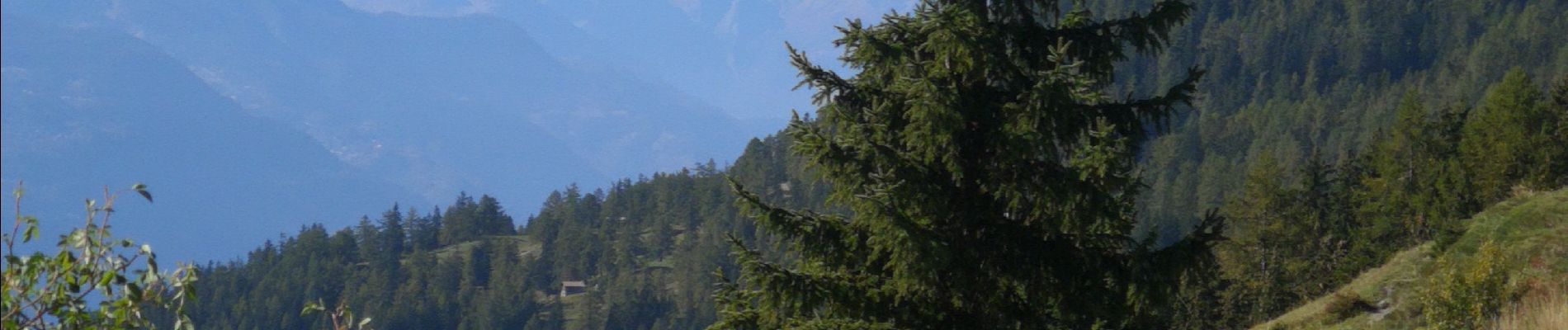 Tocht Noords wandelen Arbaz - Anzère  - Photo