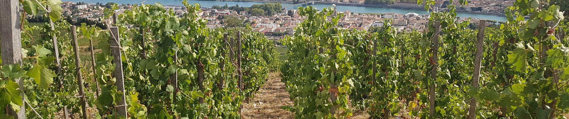 Tour Wandern Crozes-Hermitage - Belvédére de Pierre Aiguilhe- Croze Hermitage - Photo