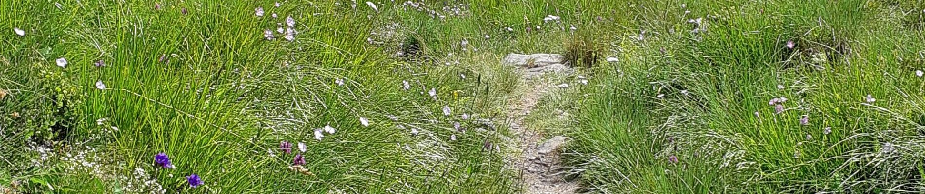 Tour Wandern Mont-Dore - Première randonnée dans le Sancy - Photo