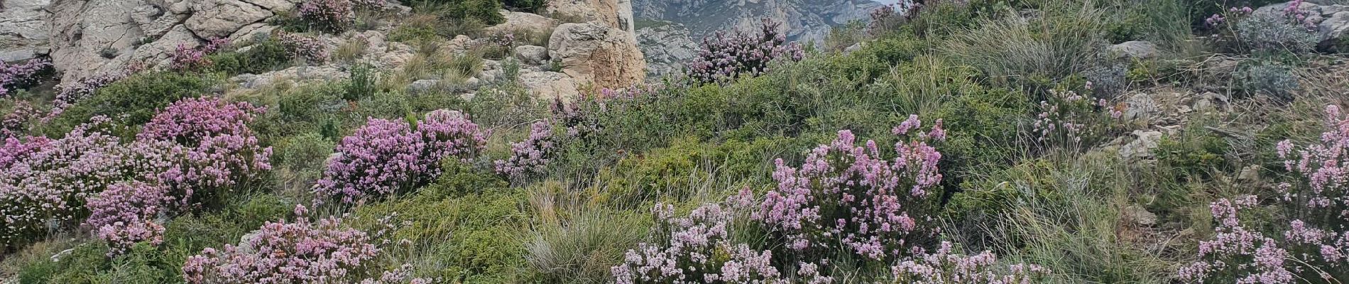 Tocht Stappen Marseille - Crêtes du Vallon de Toulouse - Photo