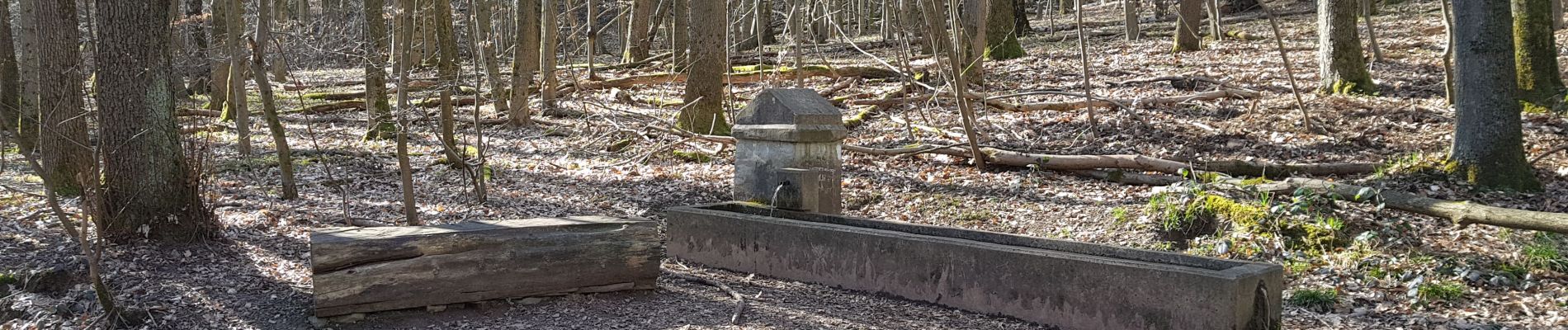 Excursión Senderismo Saarbrücken - Urwald tour sarrebruck - Photo