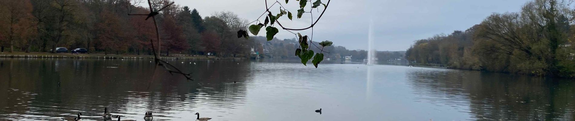 Tocht Stappen Rixensart - Rosières - Lac de Genval - Tombeek - Photo