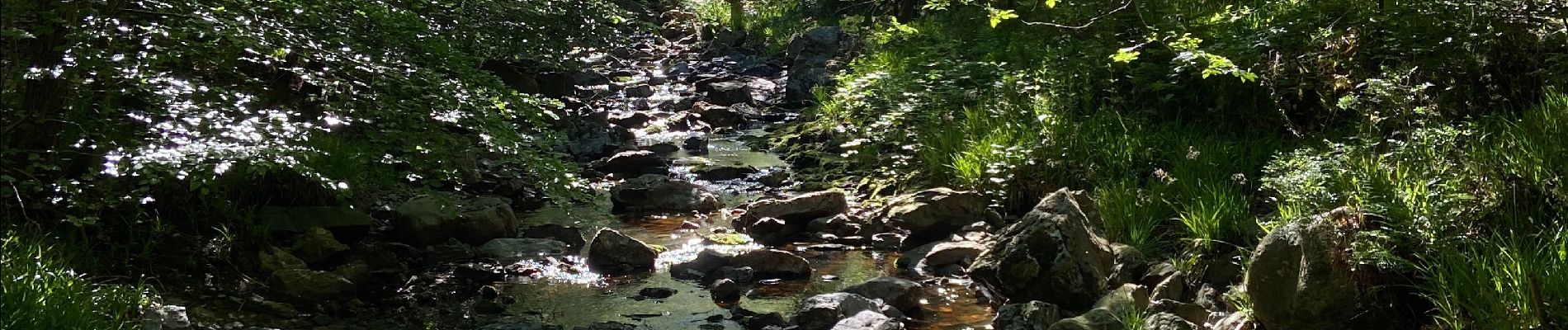 Tour Wandern Jalhay - La hoëgne juin - Photo