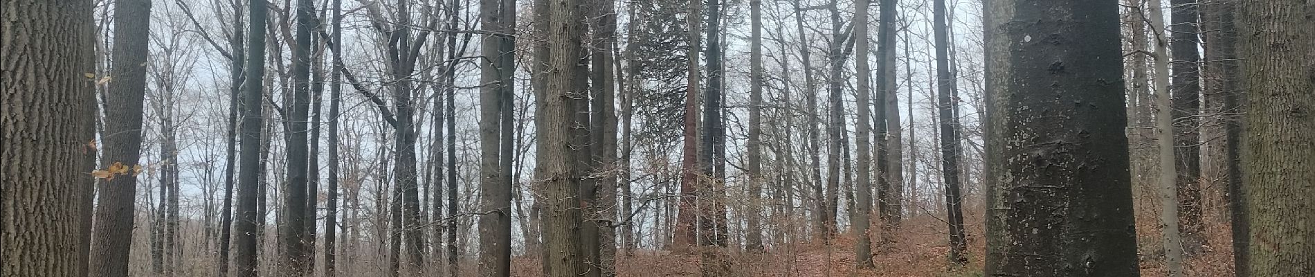 Tocht Stappen Wezet - Bois de la Julienne - Wixhoy - Photo