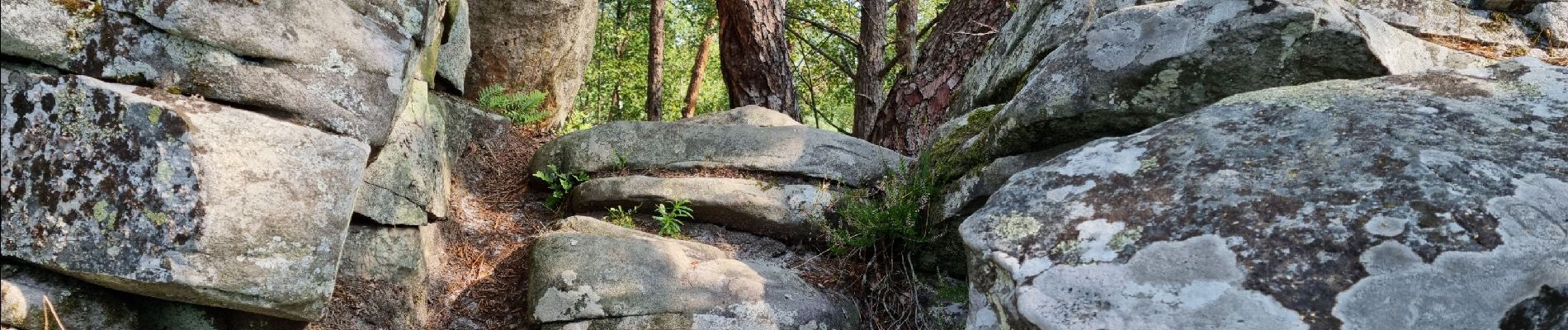 Randonnée Marche Fontainebleau - Fontainebleau sentier Denecourt 10 - Photo