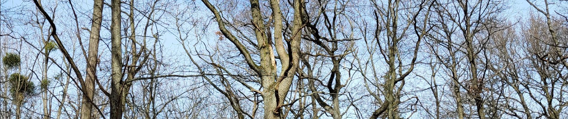 Tour Wandern Yerres - Nid de frelon asiatique Forêt de la grange - Photo