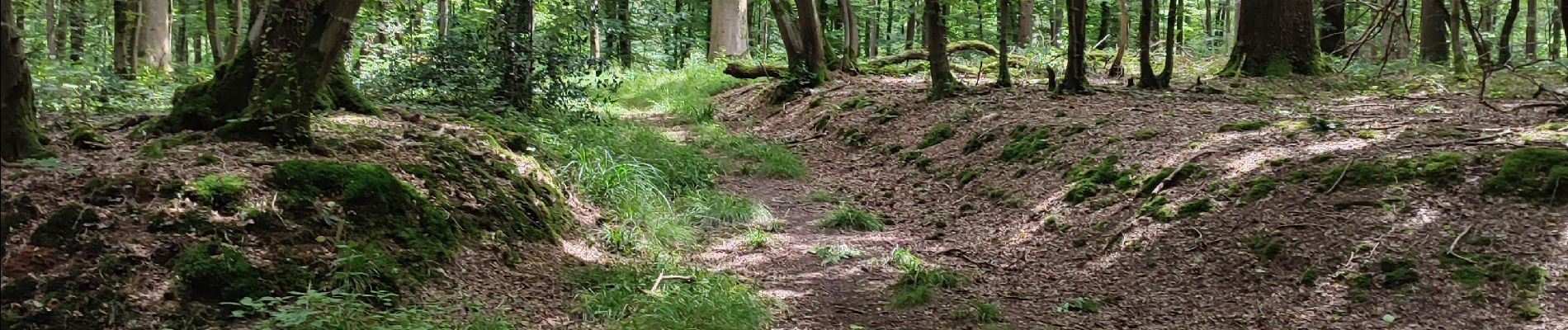 Trail Walking Dour - Sart la bruyère  - Photo