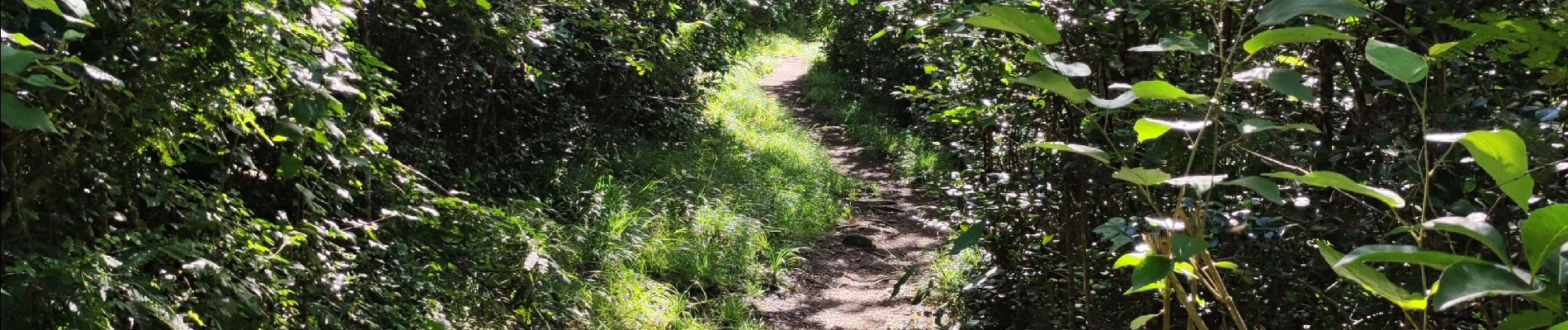 Trail Walking Le Marin - La grande aventure, pointe borgnes, petite poterie et Anse figuier  - Photo