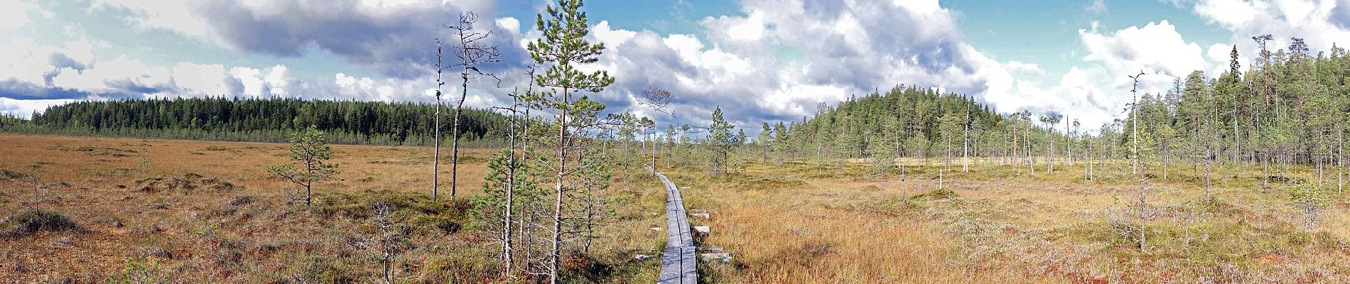 Percorso A piedi Saarijärvi - Kotajärven polku - Photo