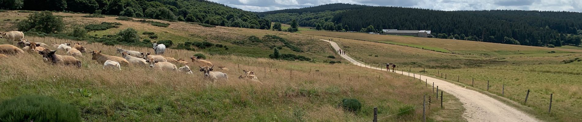 Tour Wandern Saugues - 2021 AUBRAC Étape 3 - Photo