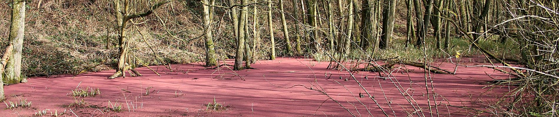 Percorso A piedi Bernissart - Les Marais d'Harchies - Photo