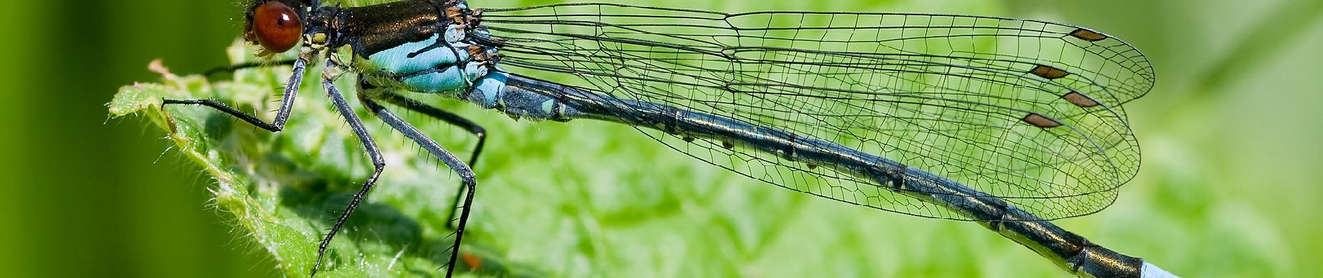 Randonnée A pied Schleswig - Wald- und Brückenrunde - Photo